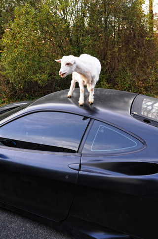 Illustration for article titled Damn Goats, Always Getting Their Hoof-marks On My Ferrari